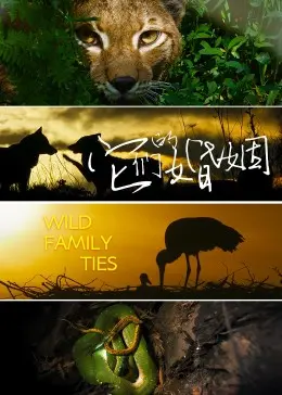 《它们的婚姻》影评：当爱情遭遇现实，婚姻还能剩下什么？深度剖析与情感共鸣！